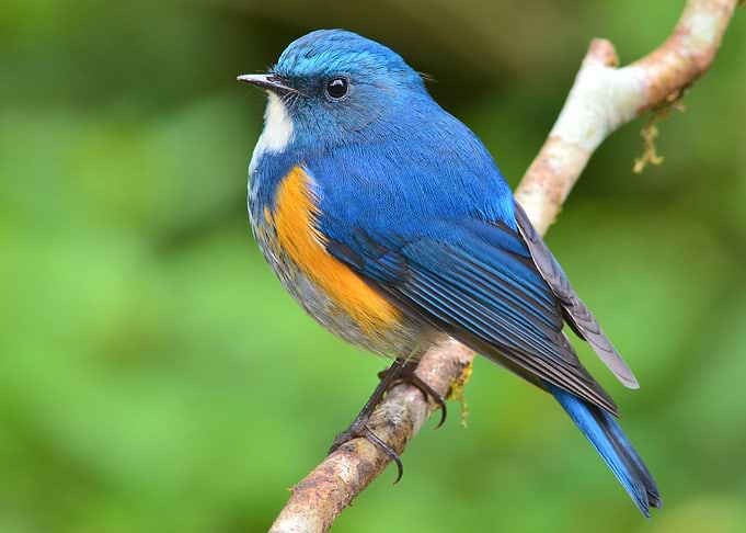 Bird