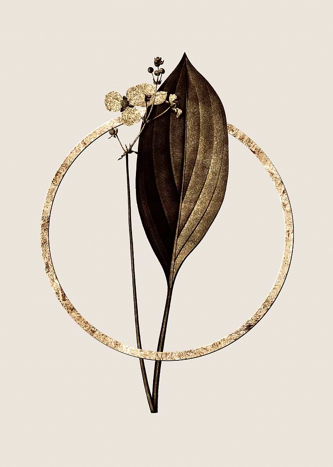 Gold Bulltongue Arrowhead