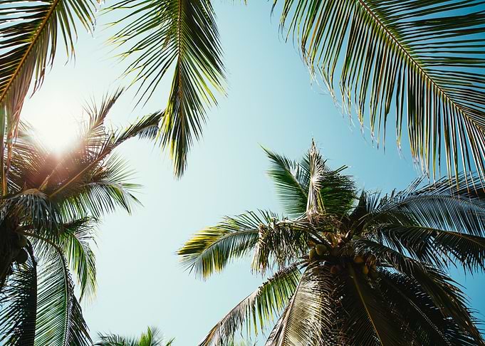 Palm Trees Palm Leaves