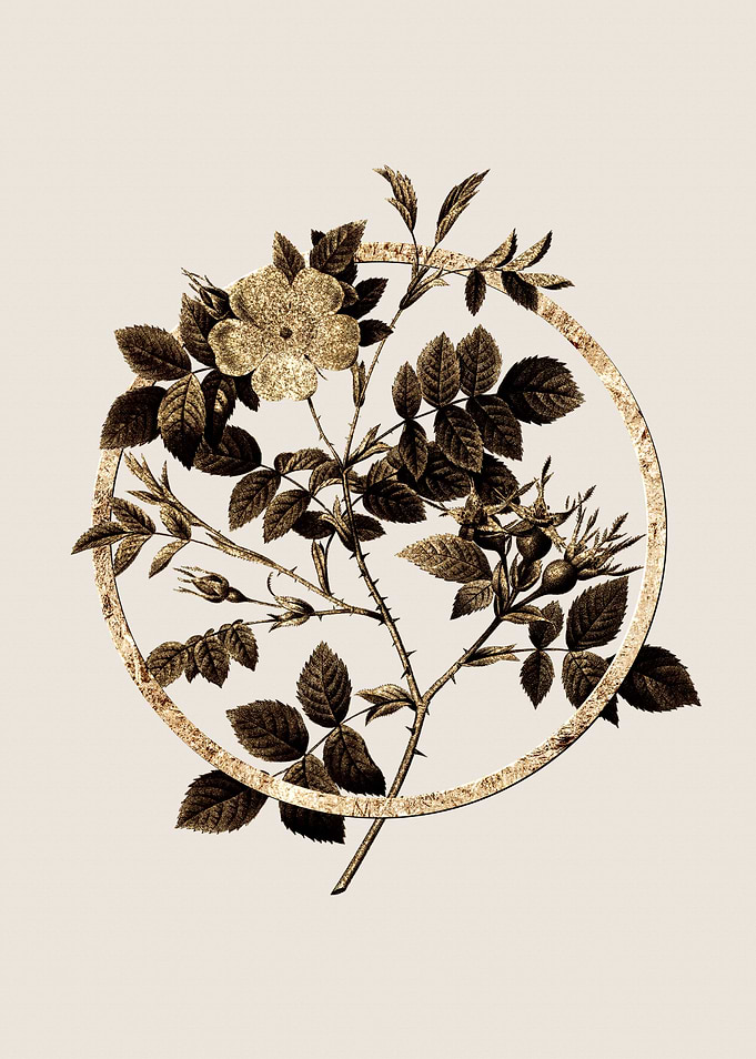 Gold Malmedy Rose Flower