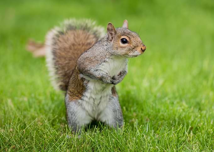 Squirrel