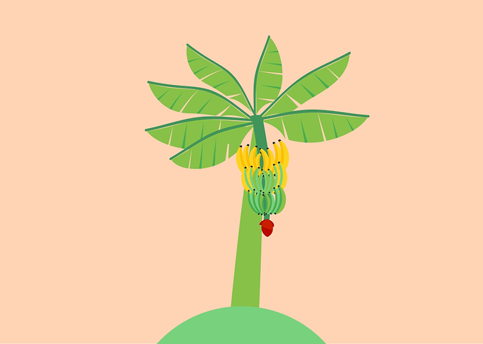Banana Tree