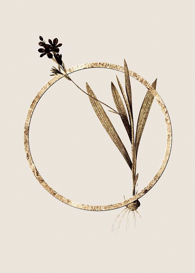 Gold Gladiolus Mucronatus
