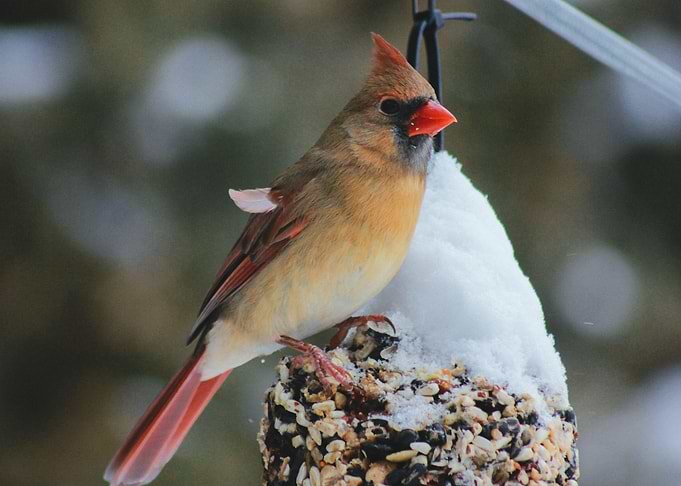 Bird