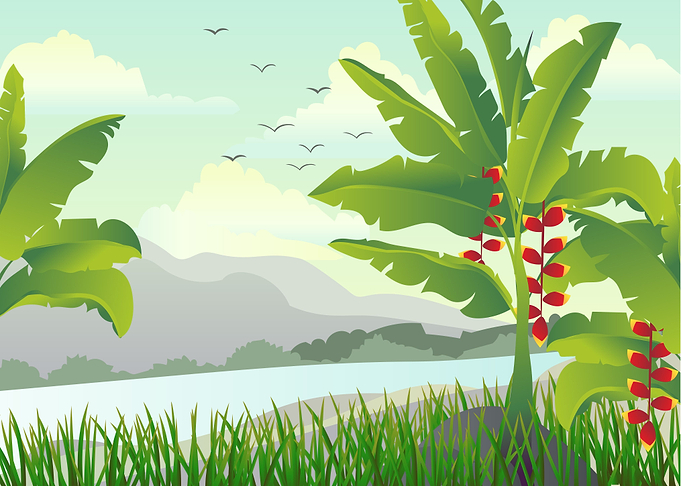 Banana Tree