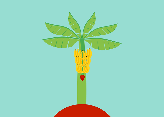 Banana Tree