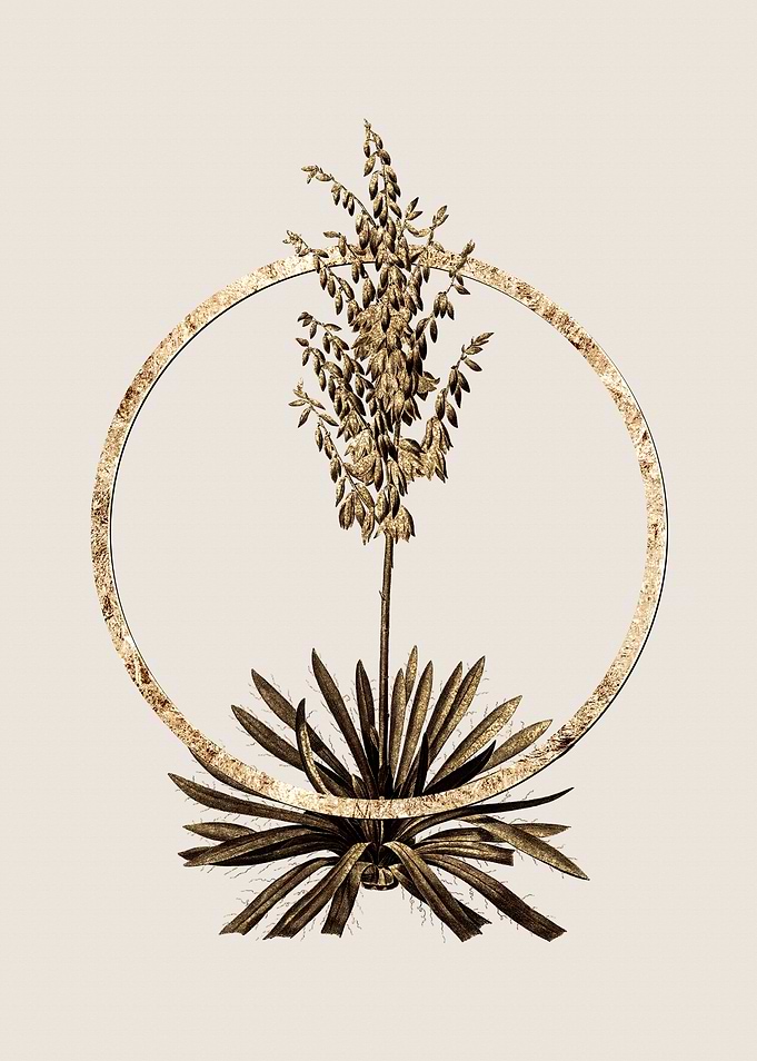Gold Adams Needle Flower