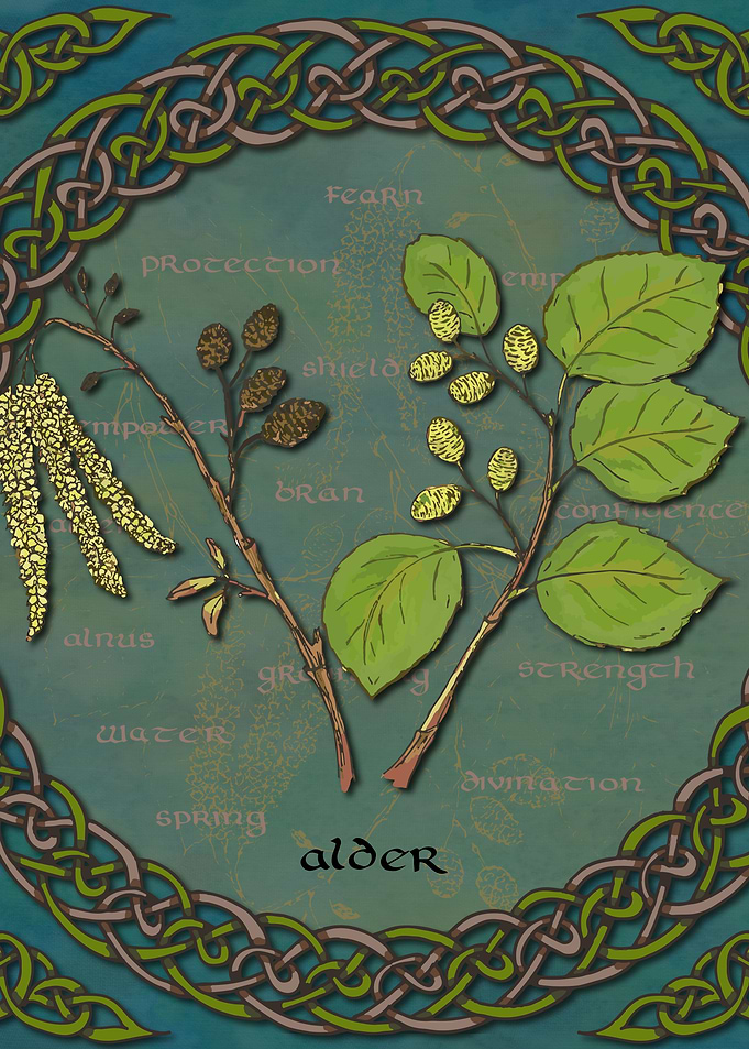 Celtic Alder