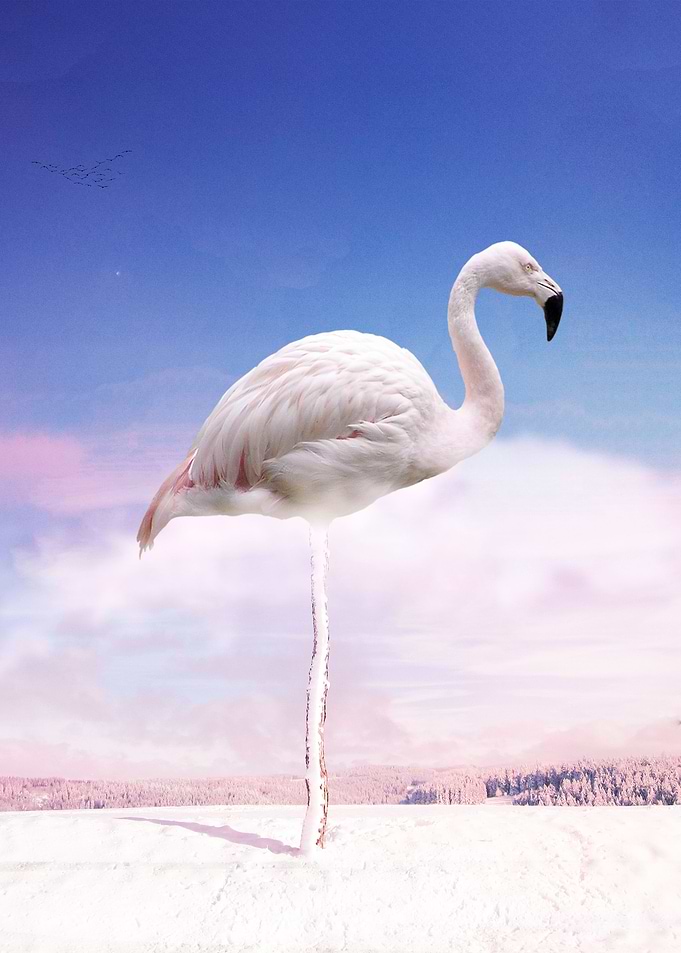 Winter Flamingo Tree