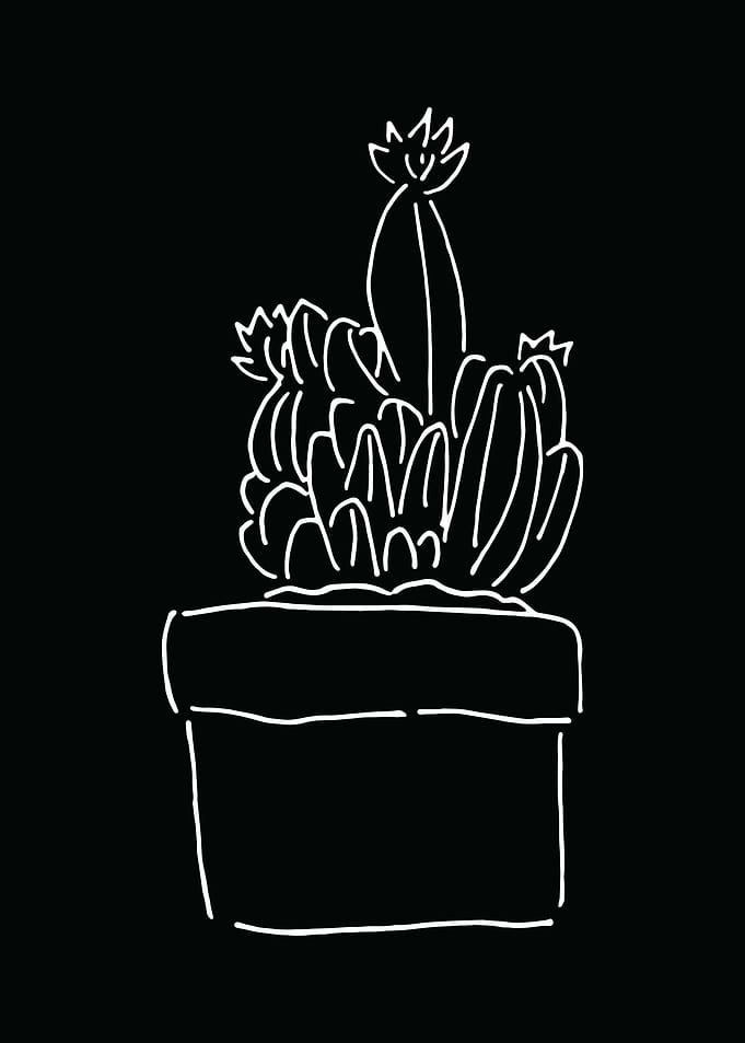 Nature Cactus Plant
