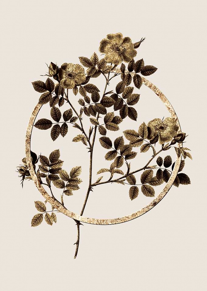 Gold Rose Corymb Flower
