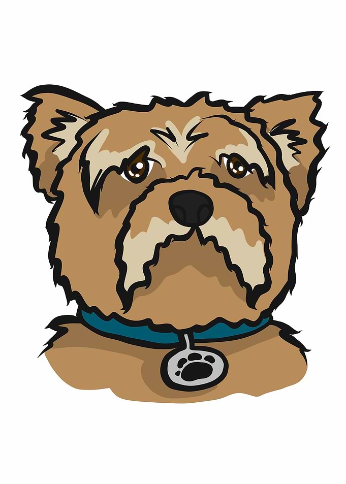 Yorkshire Terrier dog face