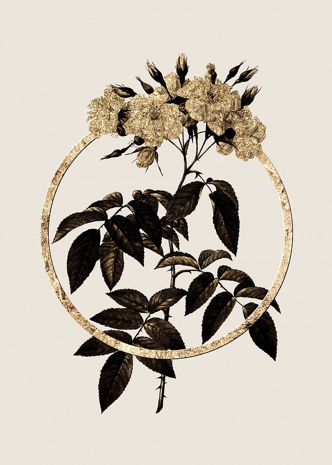 Gold Musk Rose Flower
