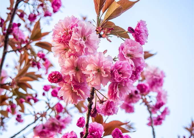 Pink Flowers