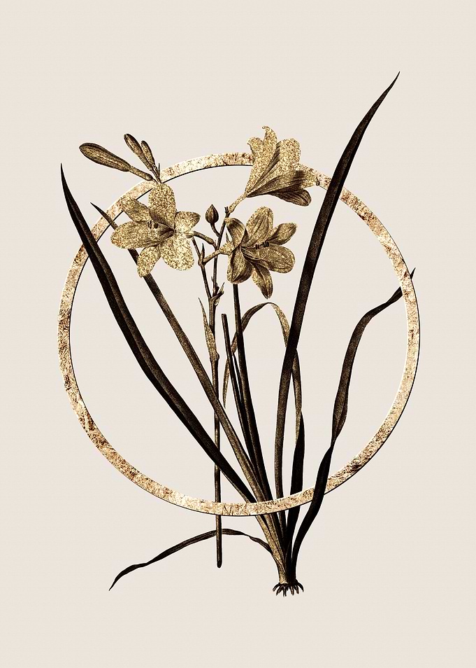 Gold Daylily Flower