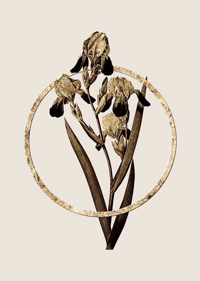Gold Elder Scented Iris
