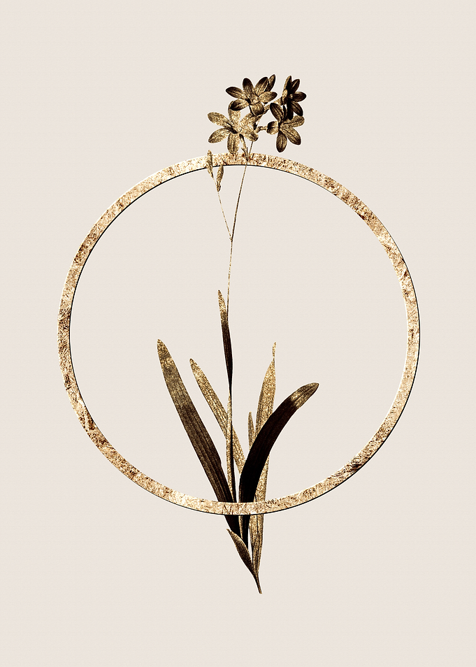 Gold Corn Lily Botanical