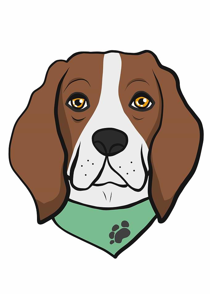 Beagle dog face