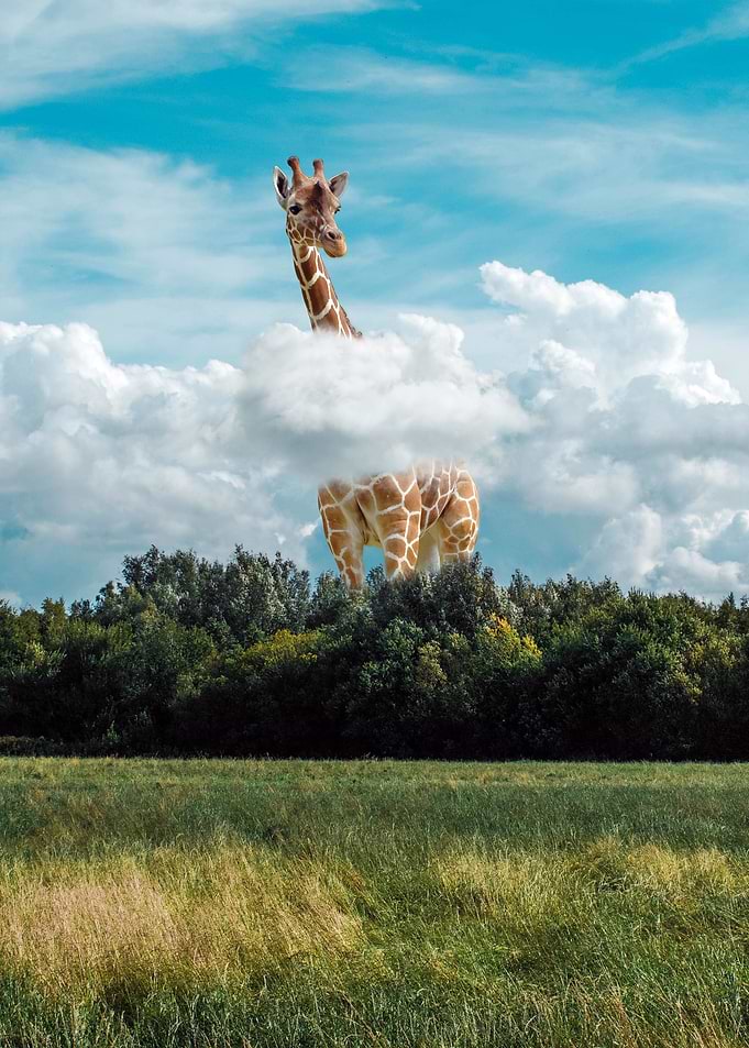 Gigantic Giraffe