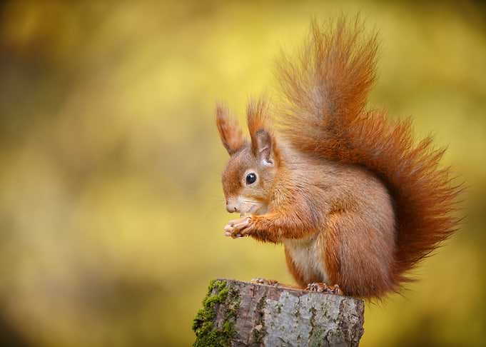 Squirrel
