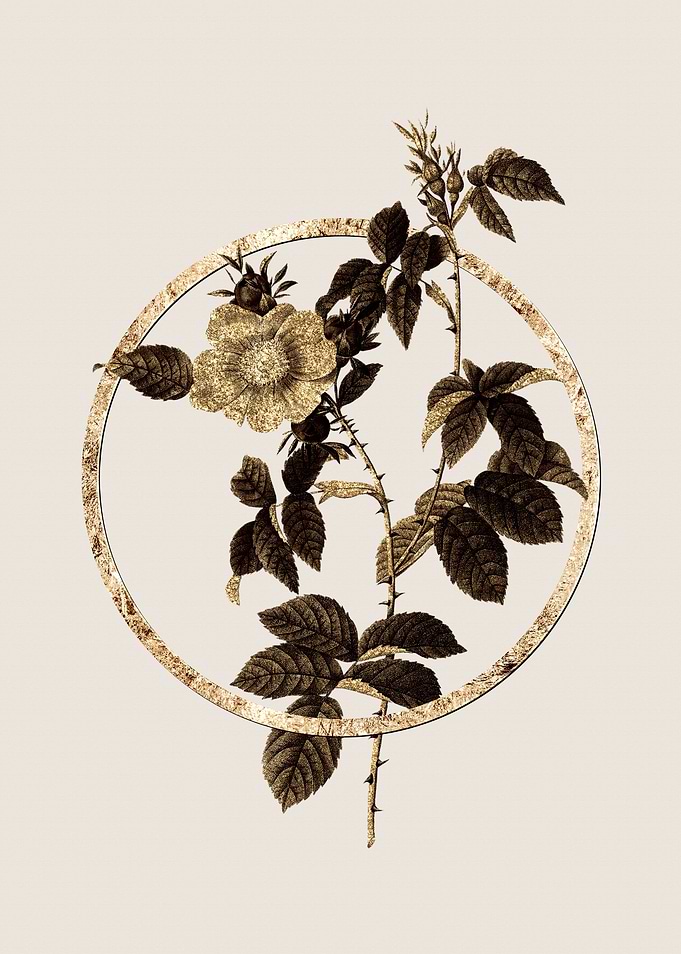 Gold Dog Rose Botanical