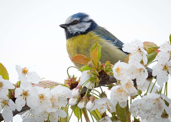 Bird