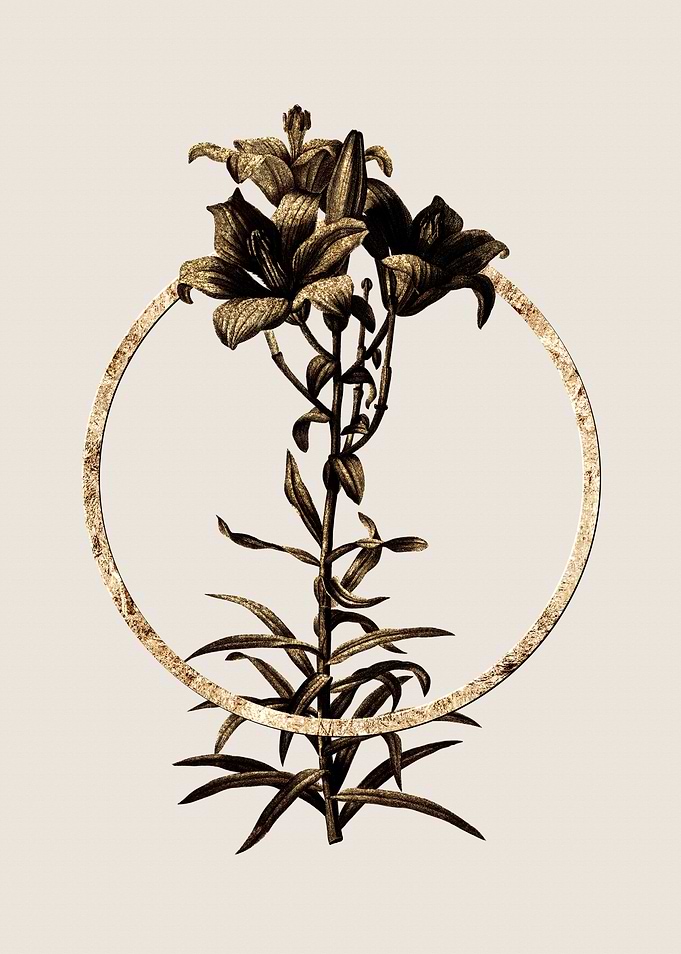 Gold Fire Lily Botanicals