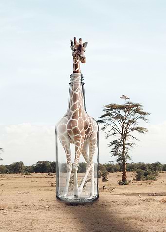 Giraffe in a Bottle