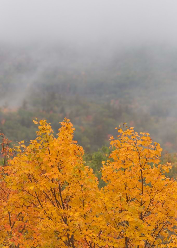 Autumn Tree