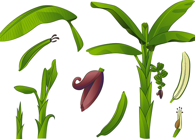 Banana Tree