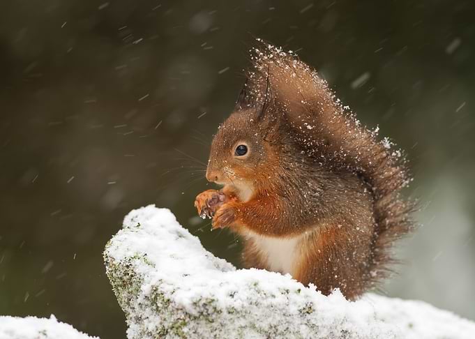 Squirrel