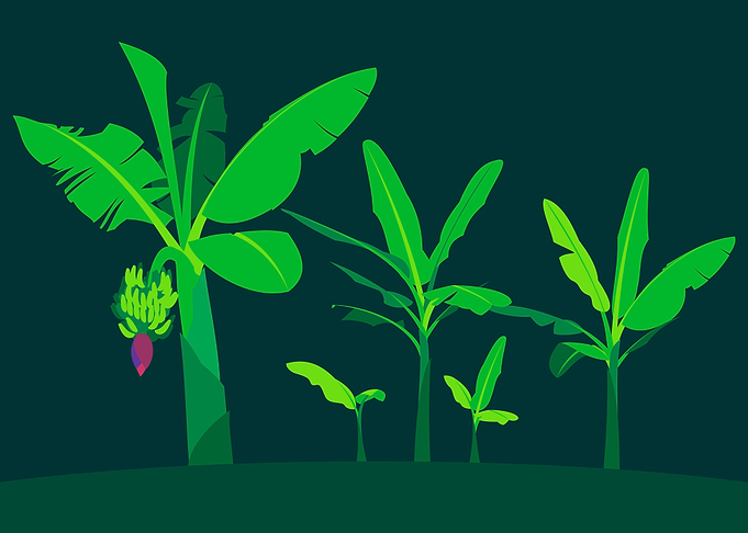 Banana Tree