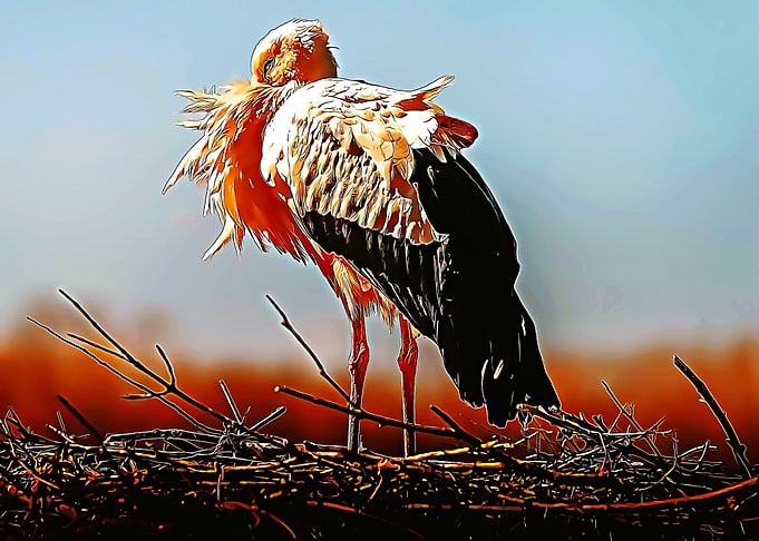 stork poster