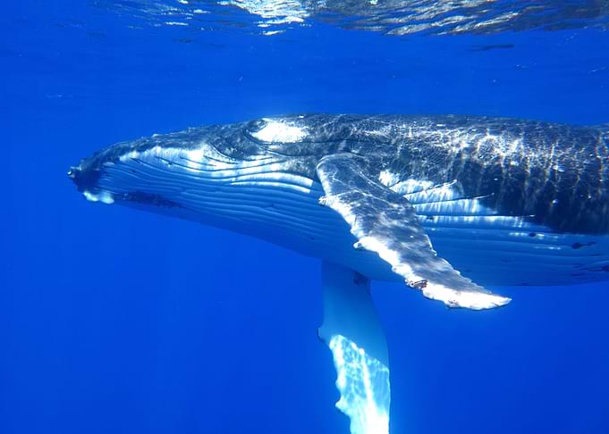 Whales