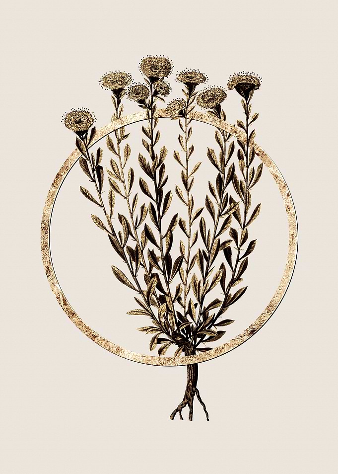 Gold Globe Daisies Flower