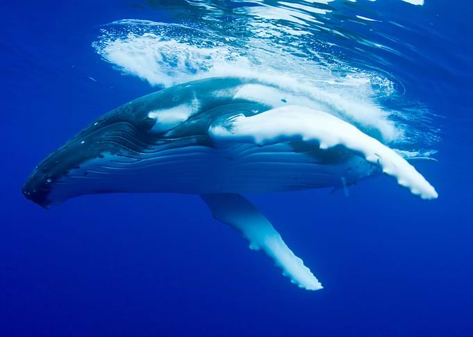 Whales