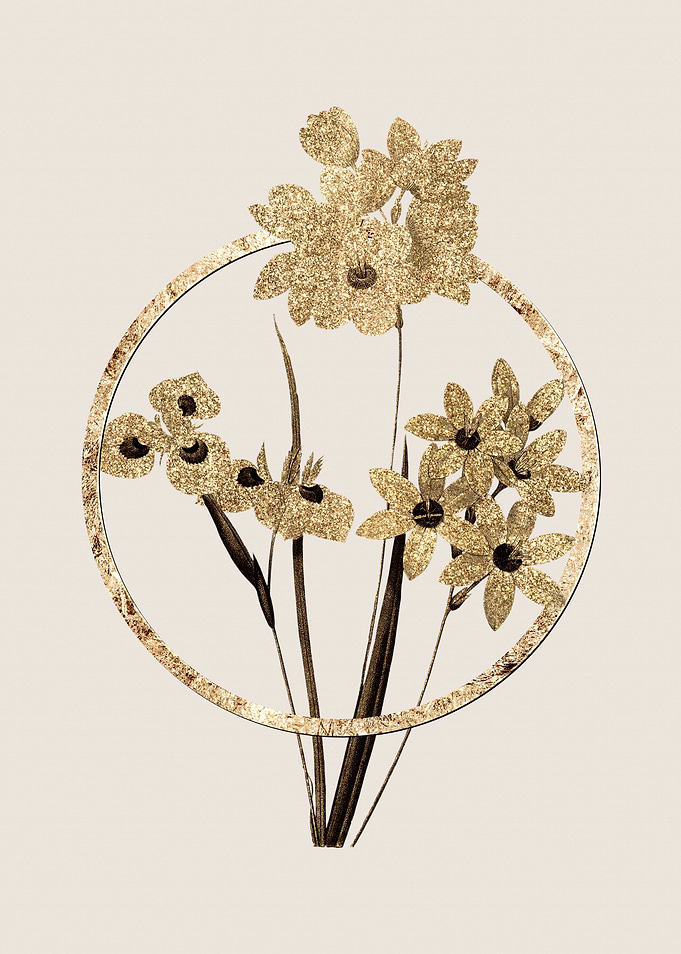 Gold Corn Lily Flower