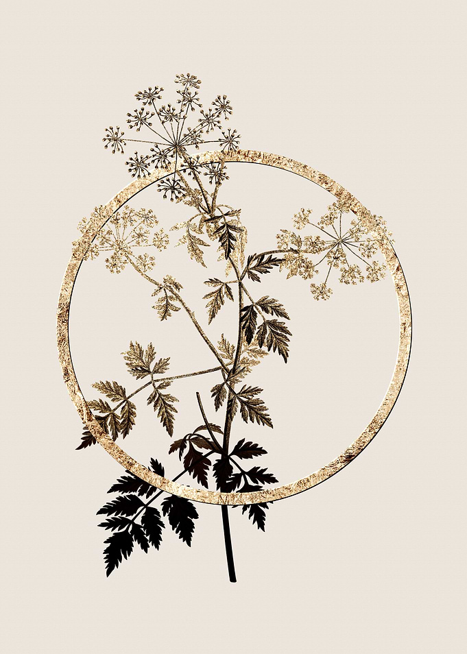 Gold Hemlock Flowers