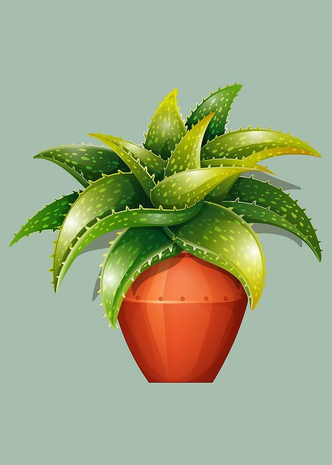 House Plant