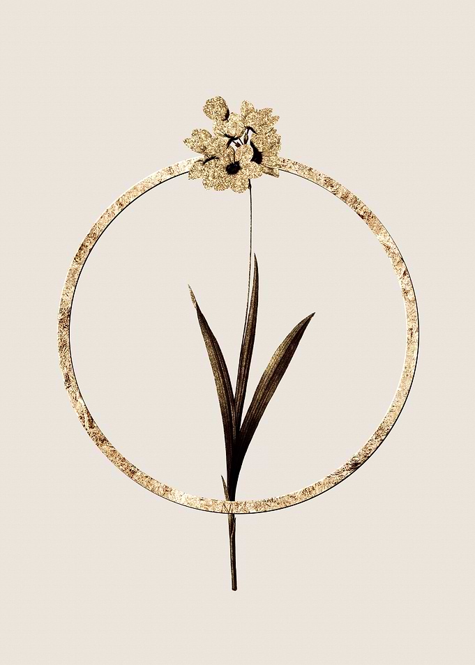 Gold Ixia Maculata Lily