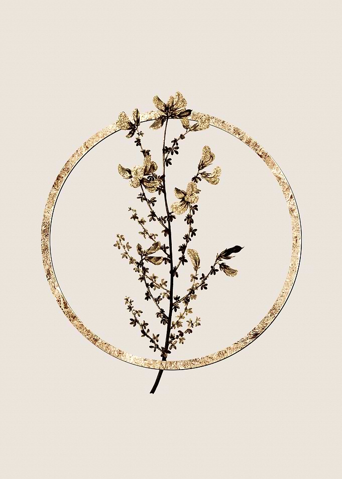 Gold Adenocarpus Flower