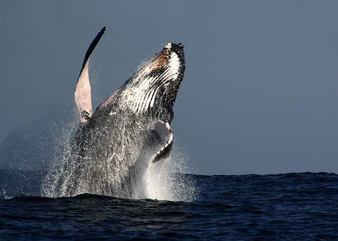 Whales