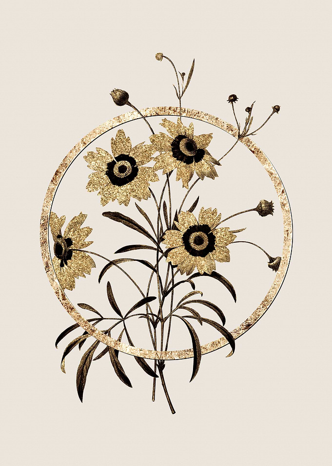 Gold Coreopsis Elegans