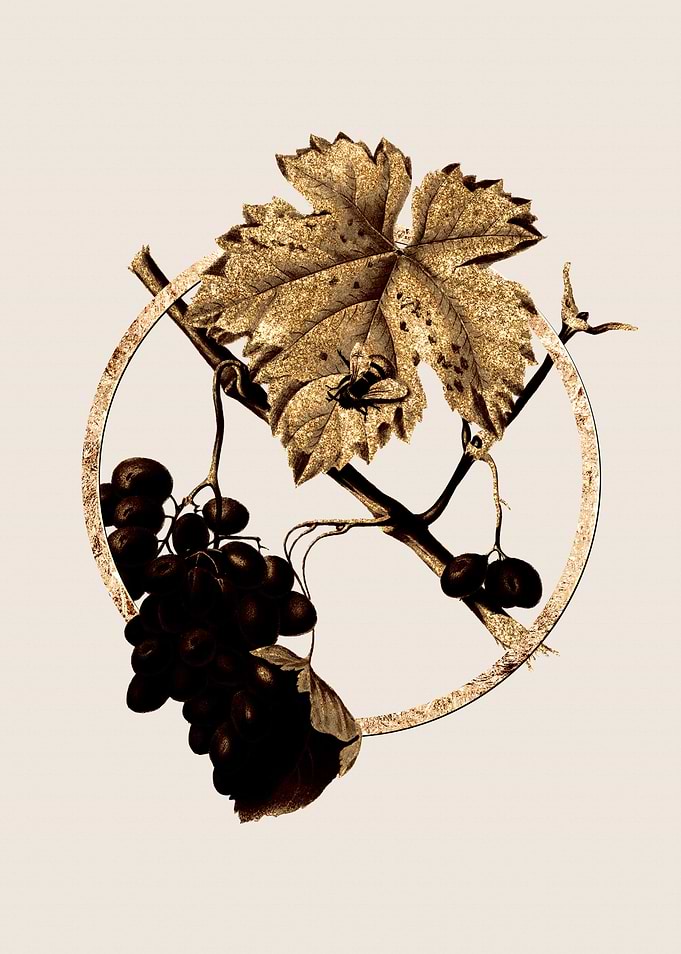 Gold Barbera Grape Fruit