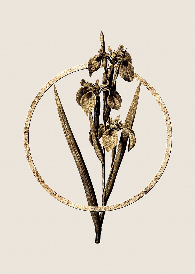 Gold Irises Florals