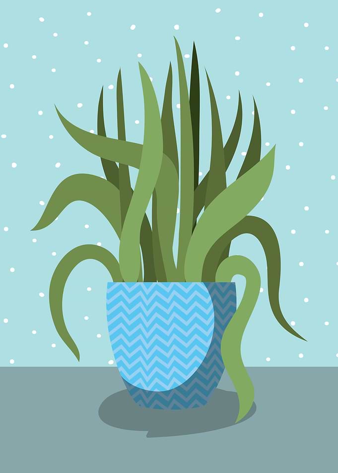 House Plant