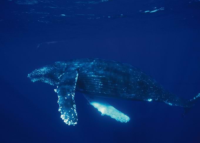 Whales