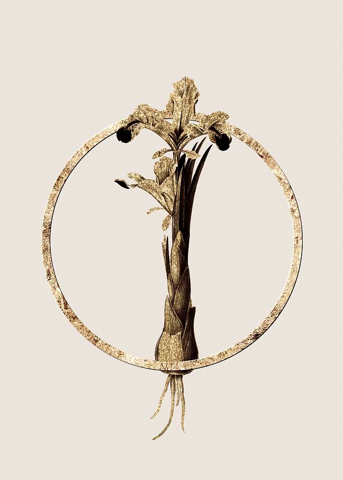 Gold Iris Persica Flower