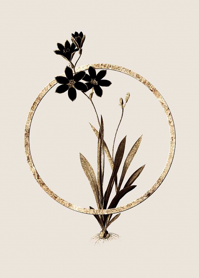Gold Ixia Grandiflora Lily