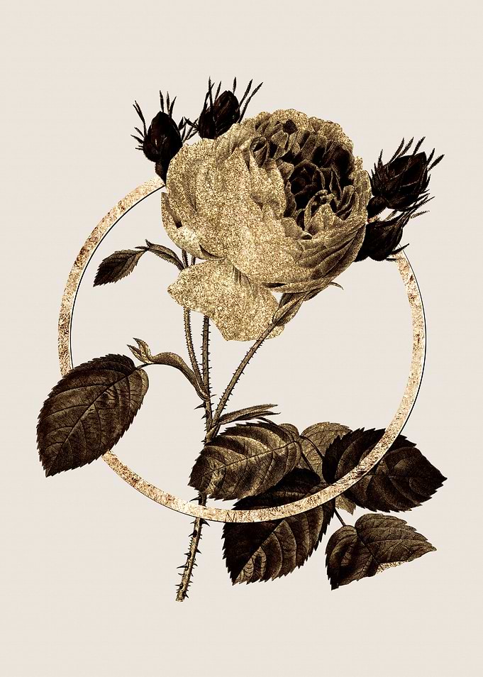 Gold Centifolia Roses